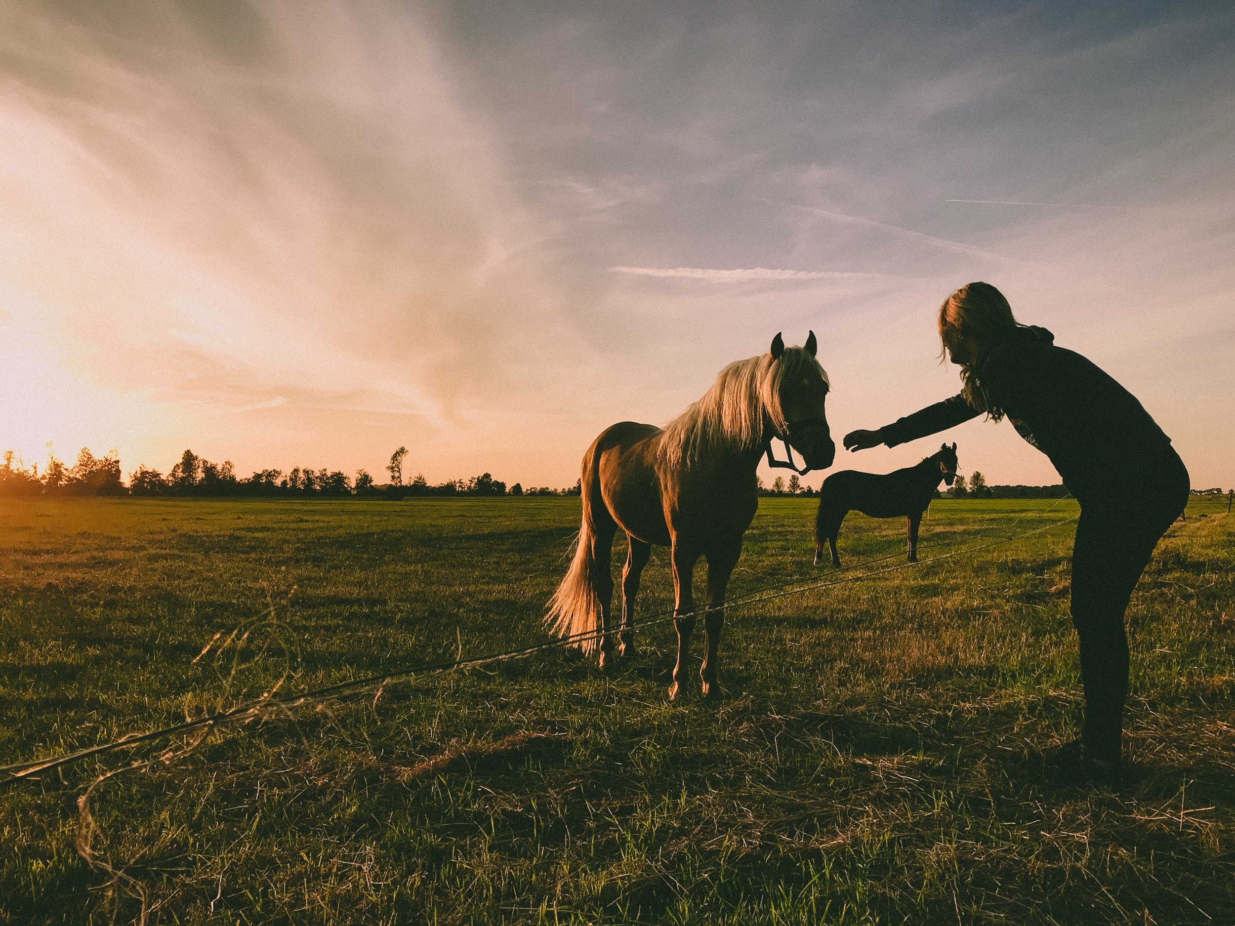 Cavalos em inglês: como se expressar sobre eles?